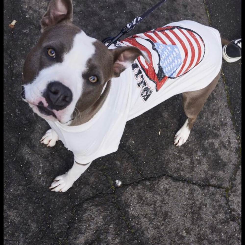 Dog Tee